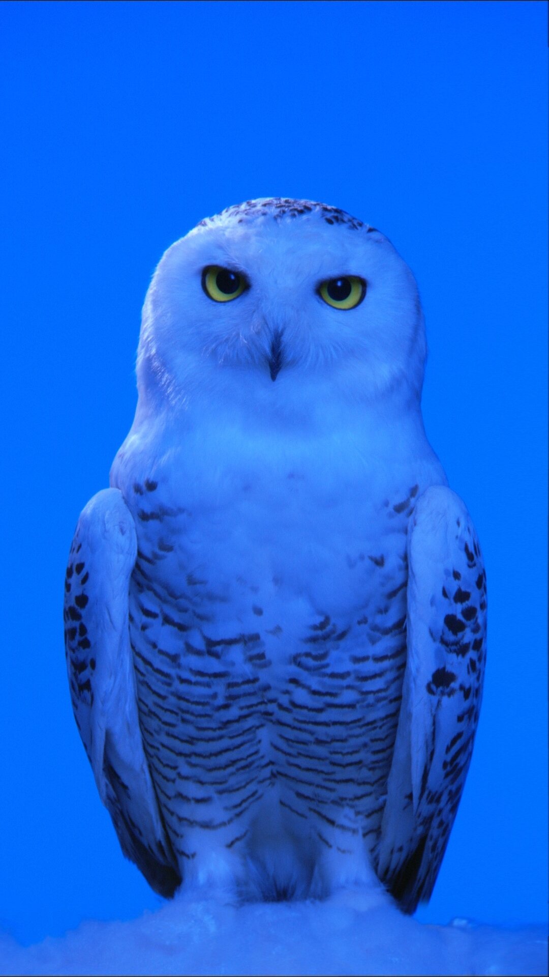 Kool: Snowy Owl