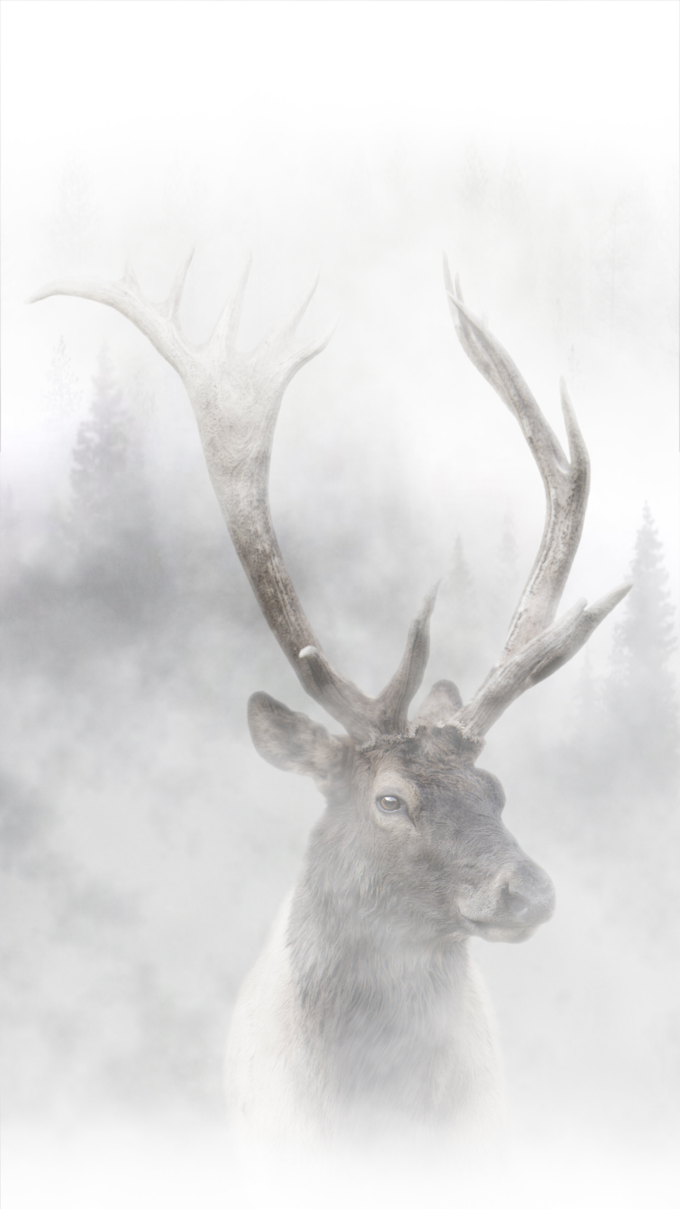 Elk