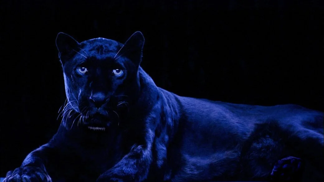 Animals (New York, 2025)