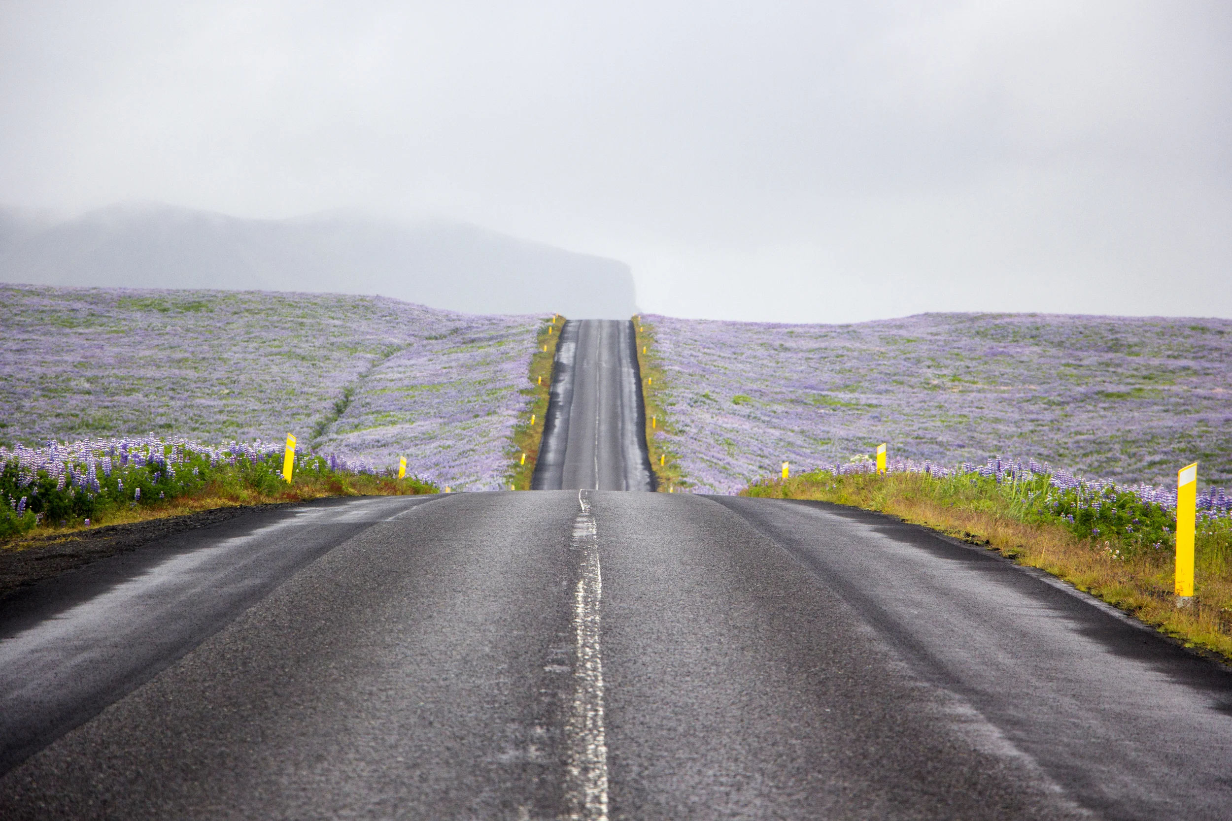 miles of lupine 