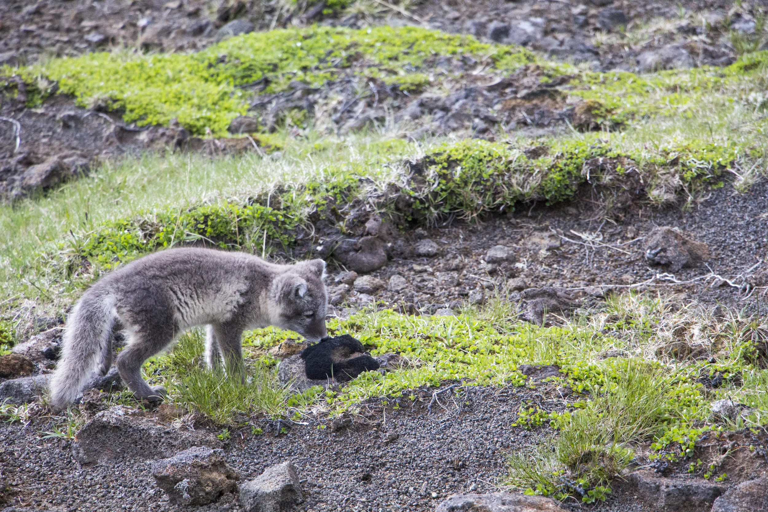  Southwestern Iceland, 2015  © Zach Ratner 