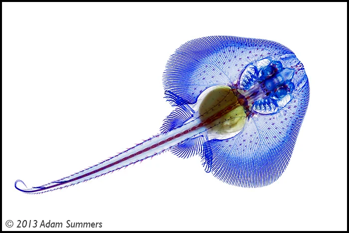 Little Skate