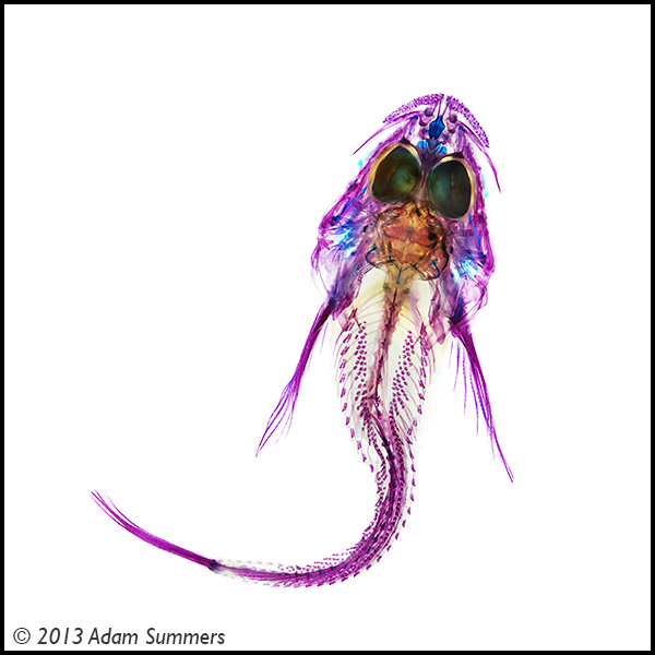 Padded Sculpin