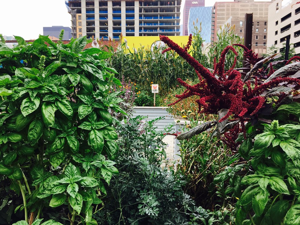   Papermaking and medicinal plants growing  