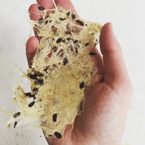 University of Chicago.jpeg