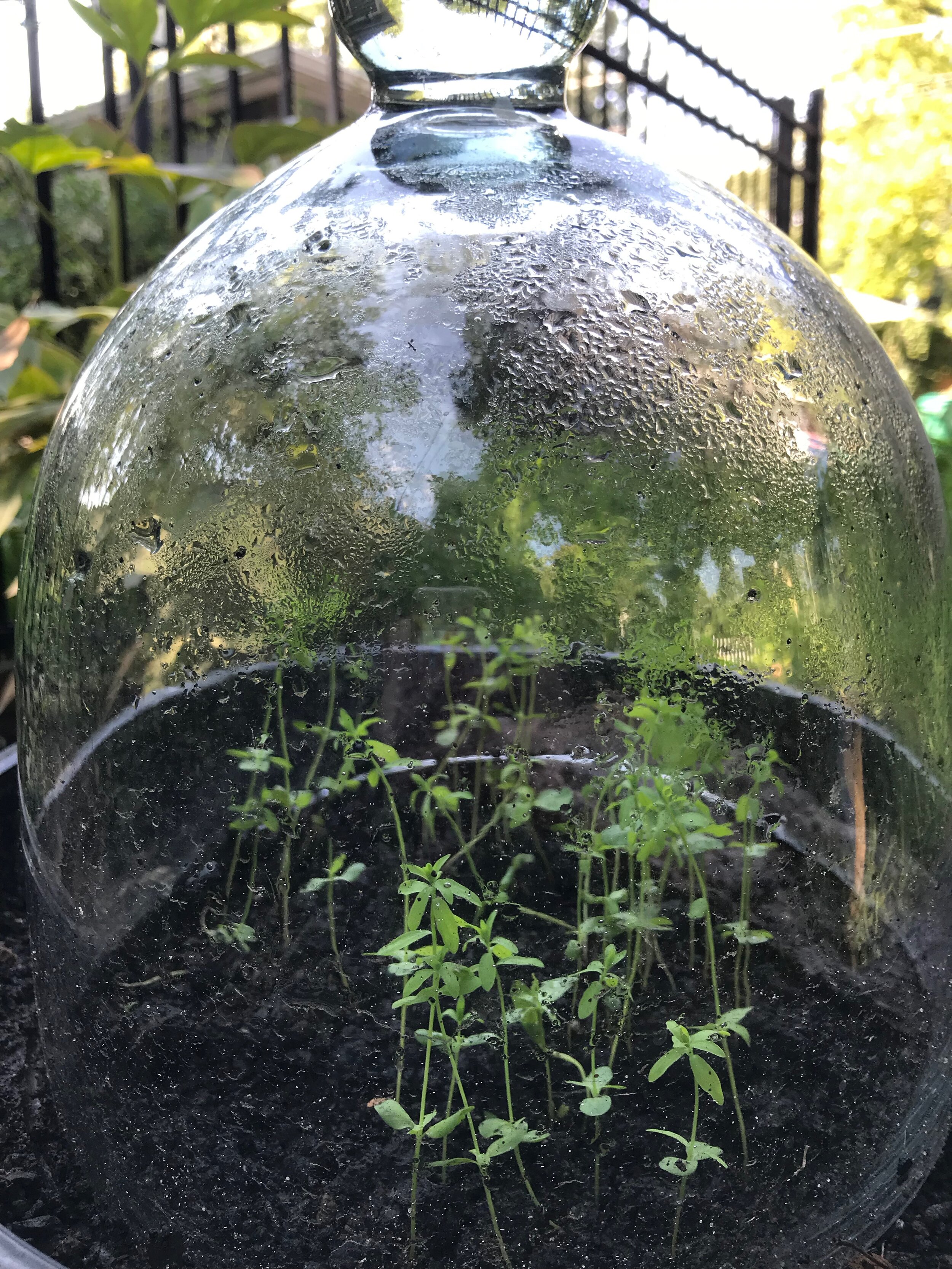  Flax growing in a cloche  