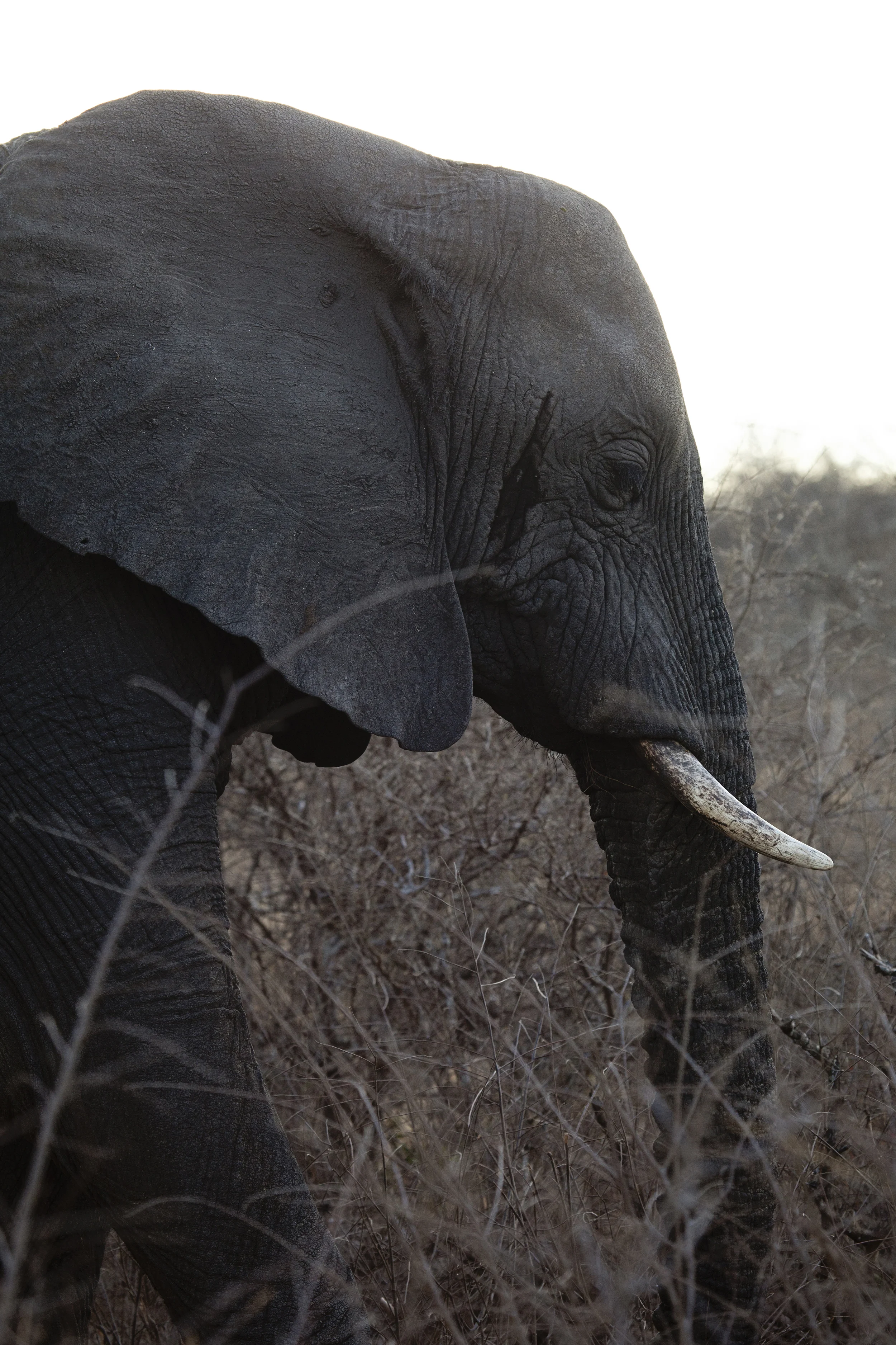 cgraham_elephant.jpg
