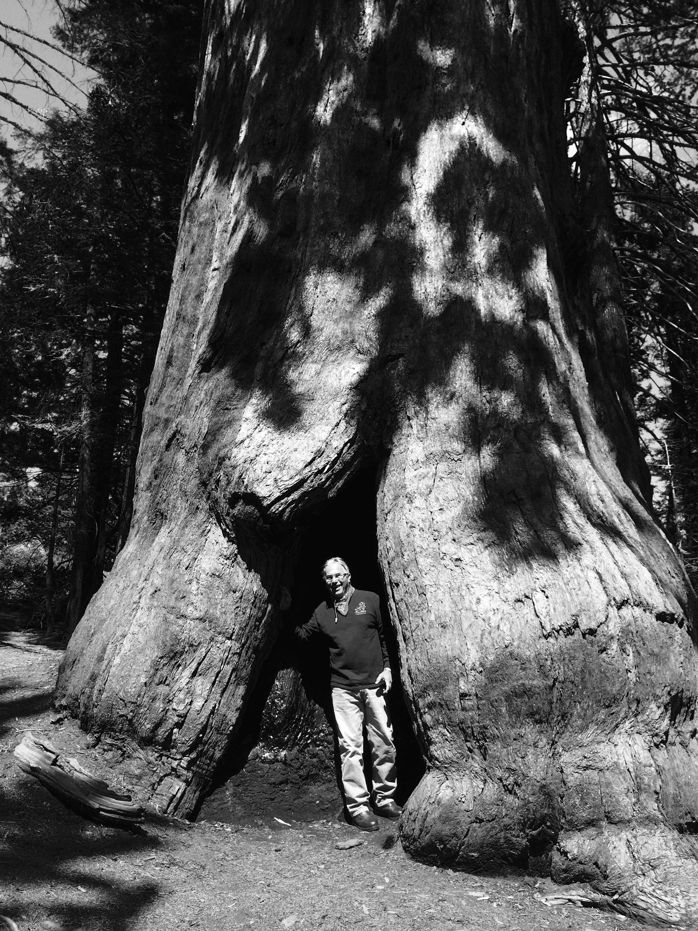 Here I am checking out one of the sequoias. 