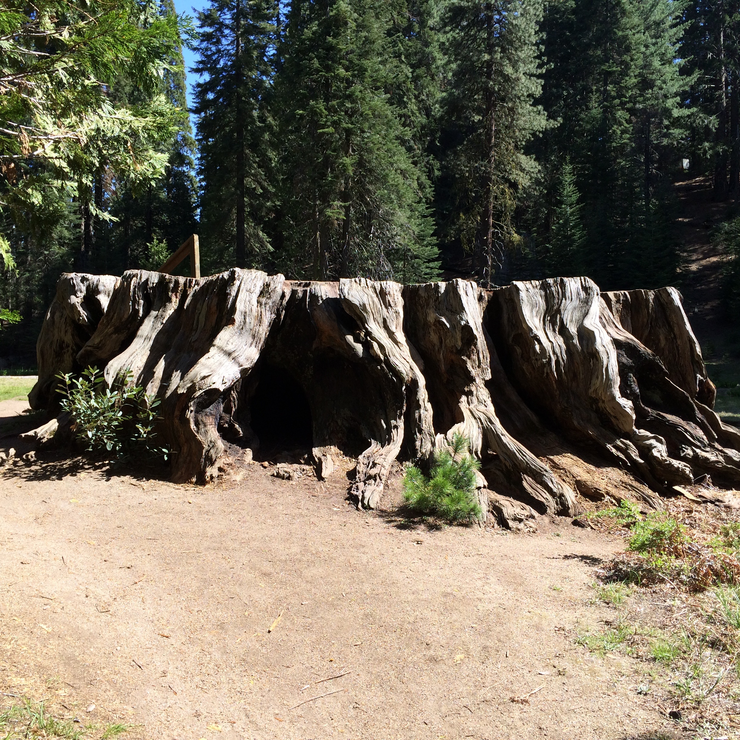 Here's the stump of the tree that was cut down to prove to people back east that such trees existed. A cross section of this tree is still in a NYC museum. 