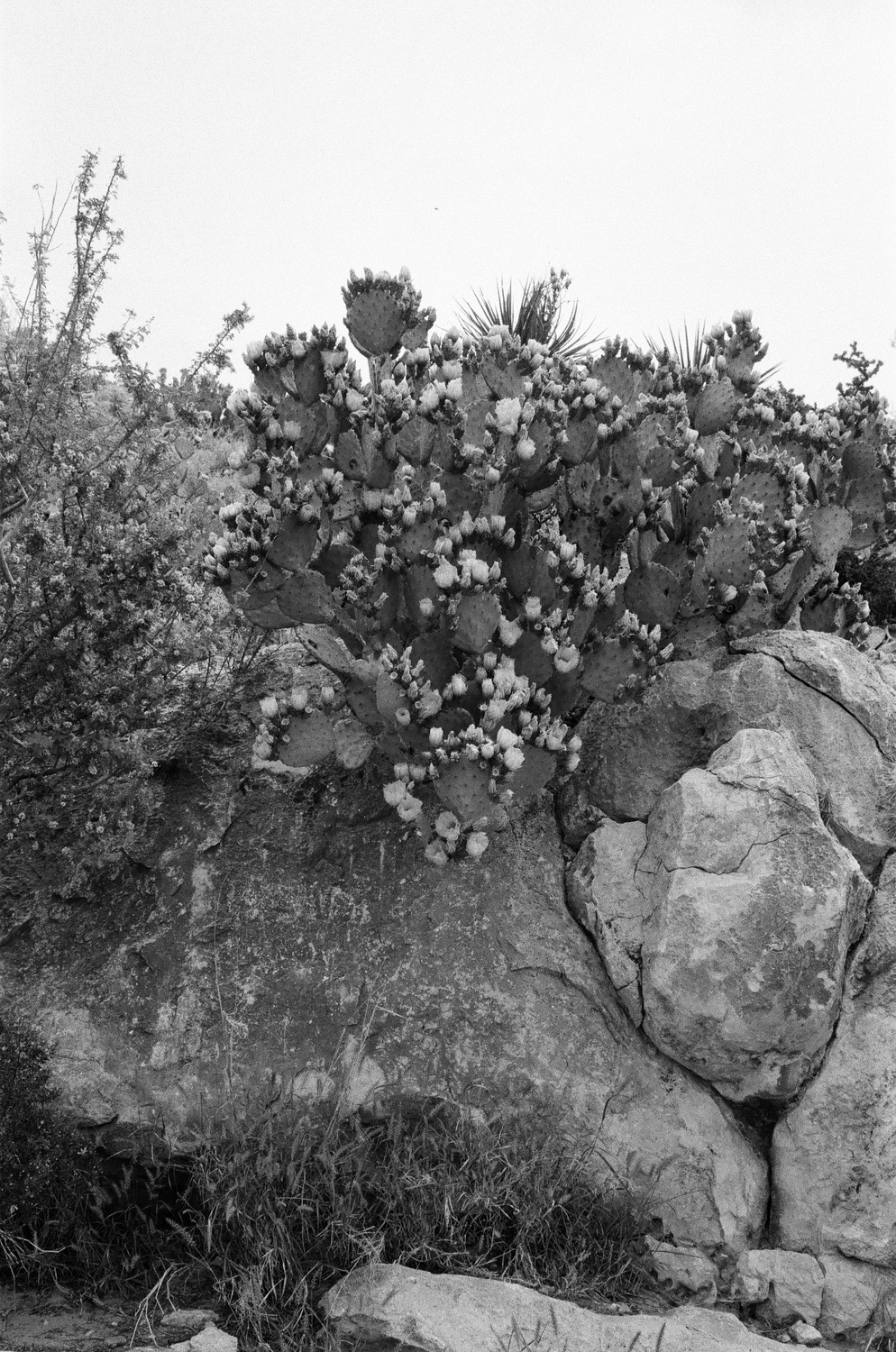 April is a great time of year to visit Big Bend National Park as plants are in full bloom.