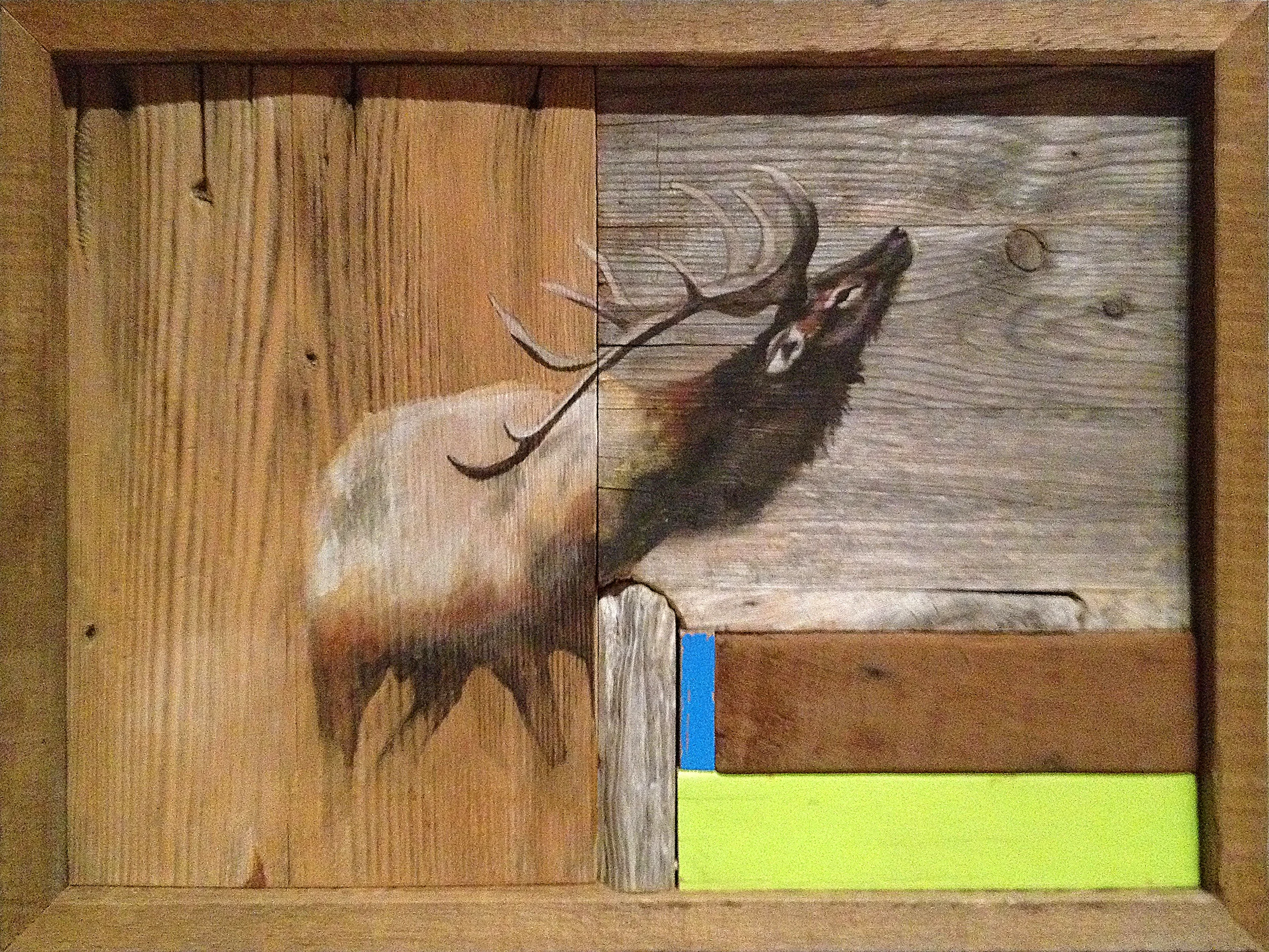 Tule Elk