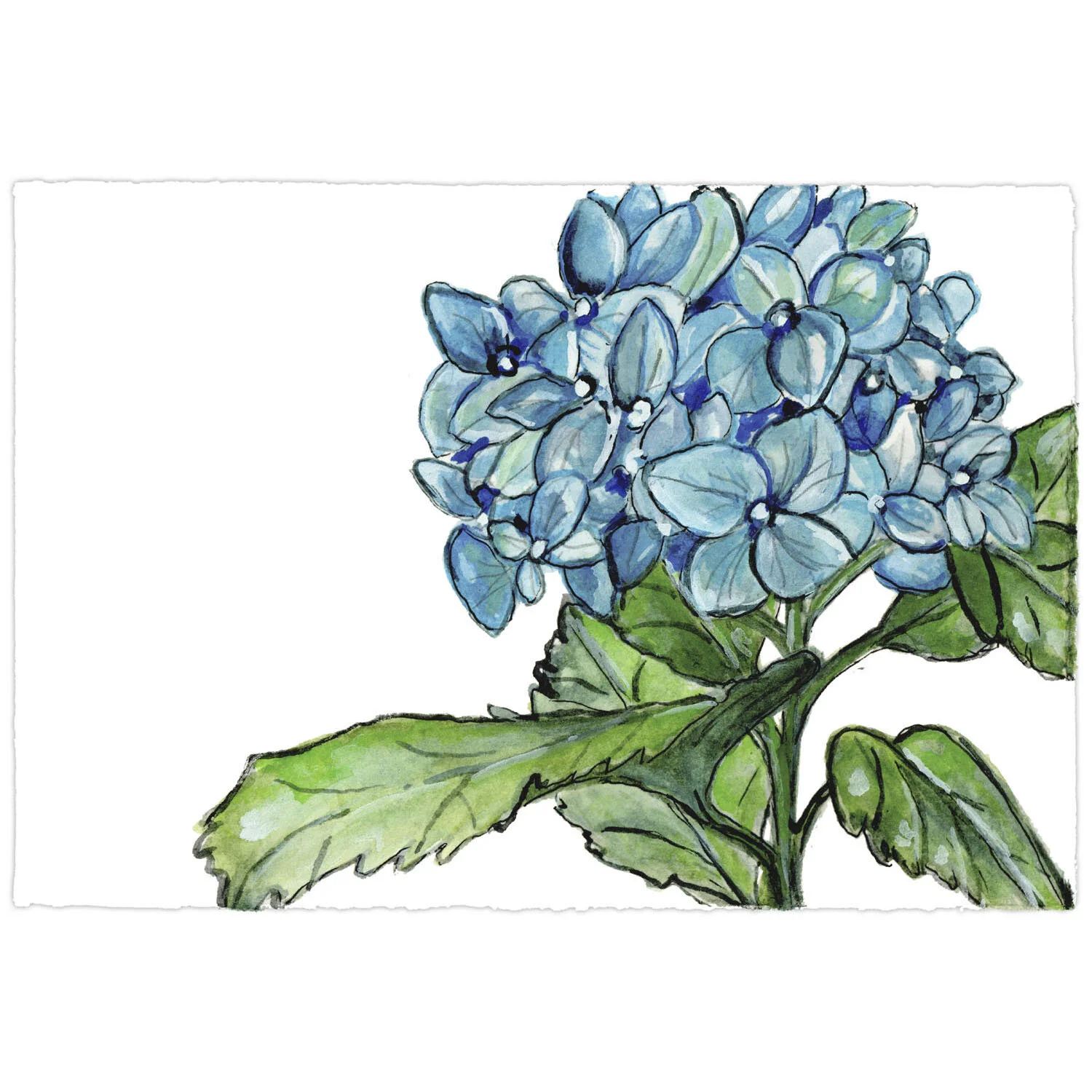 Hydrangea