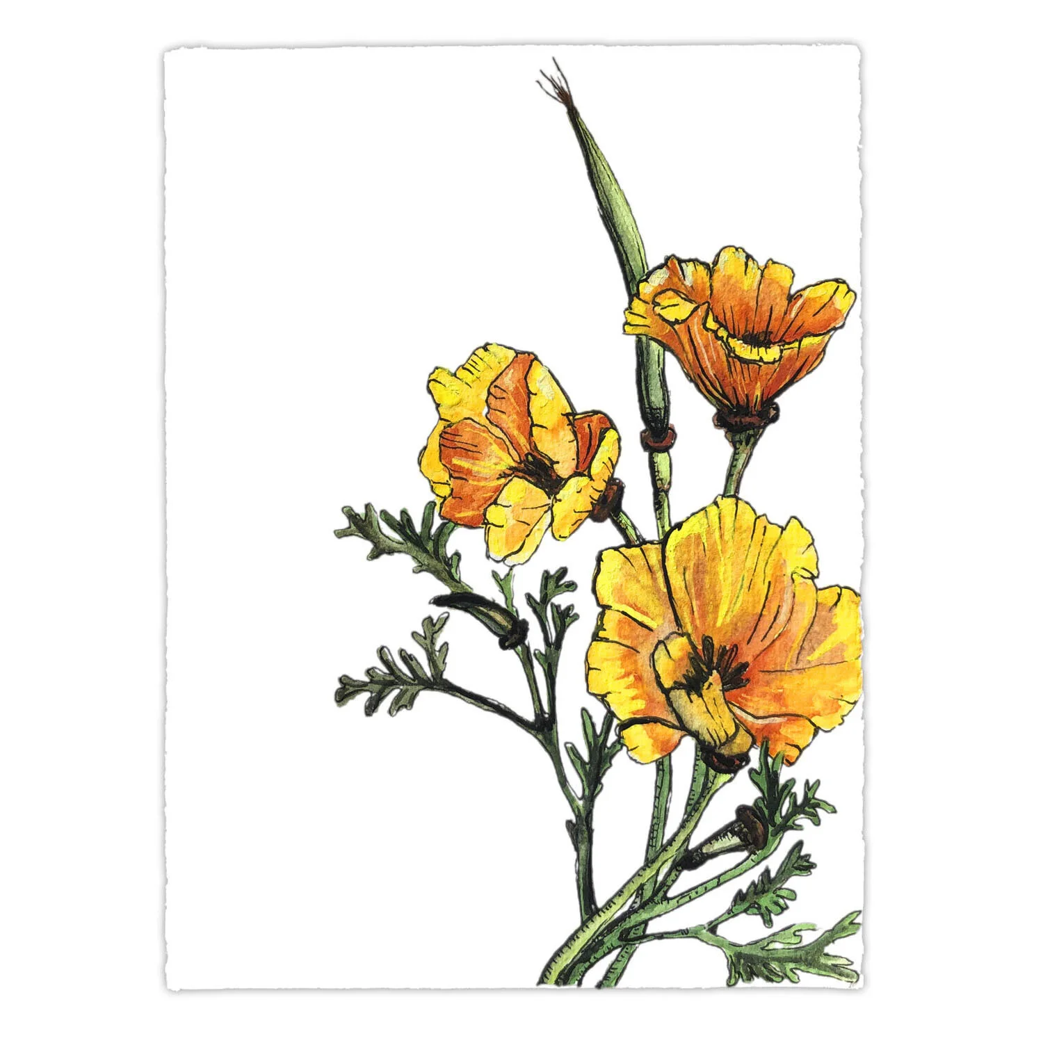 California Poppy