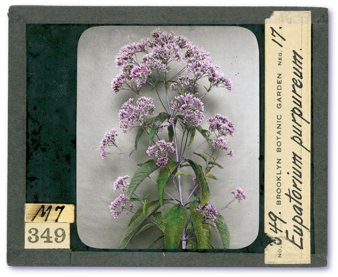 brooklynbotanic.jpg