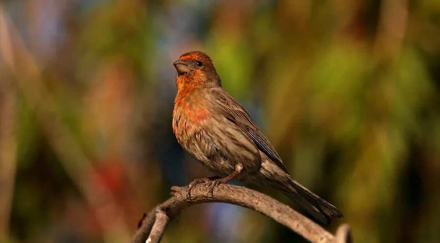 housefinch.jpg