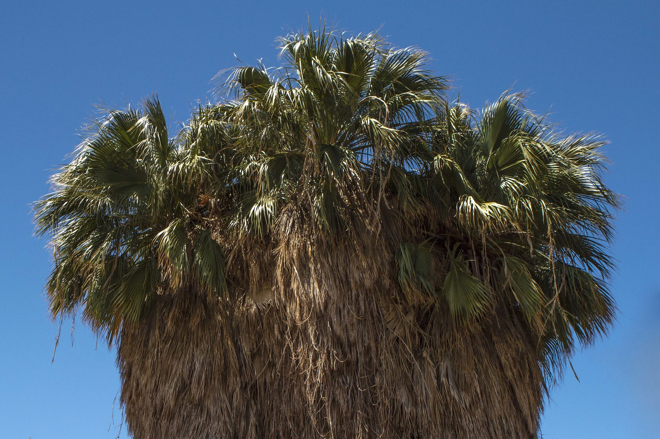 Palm Tree, Salton Sea State Recreation Area, California