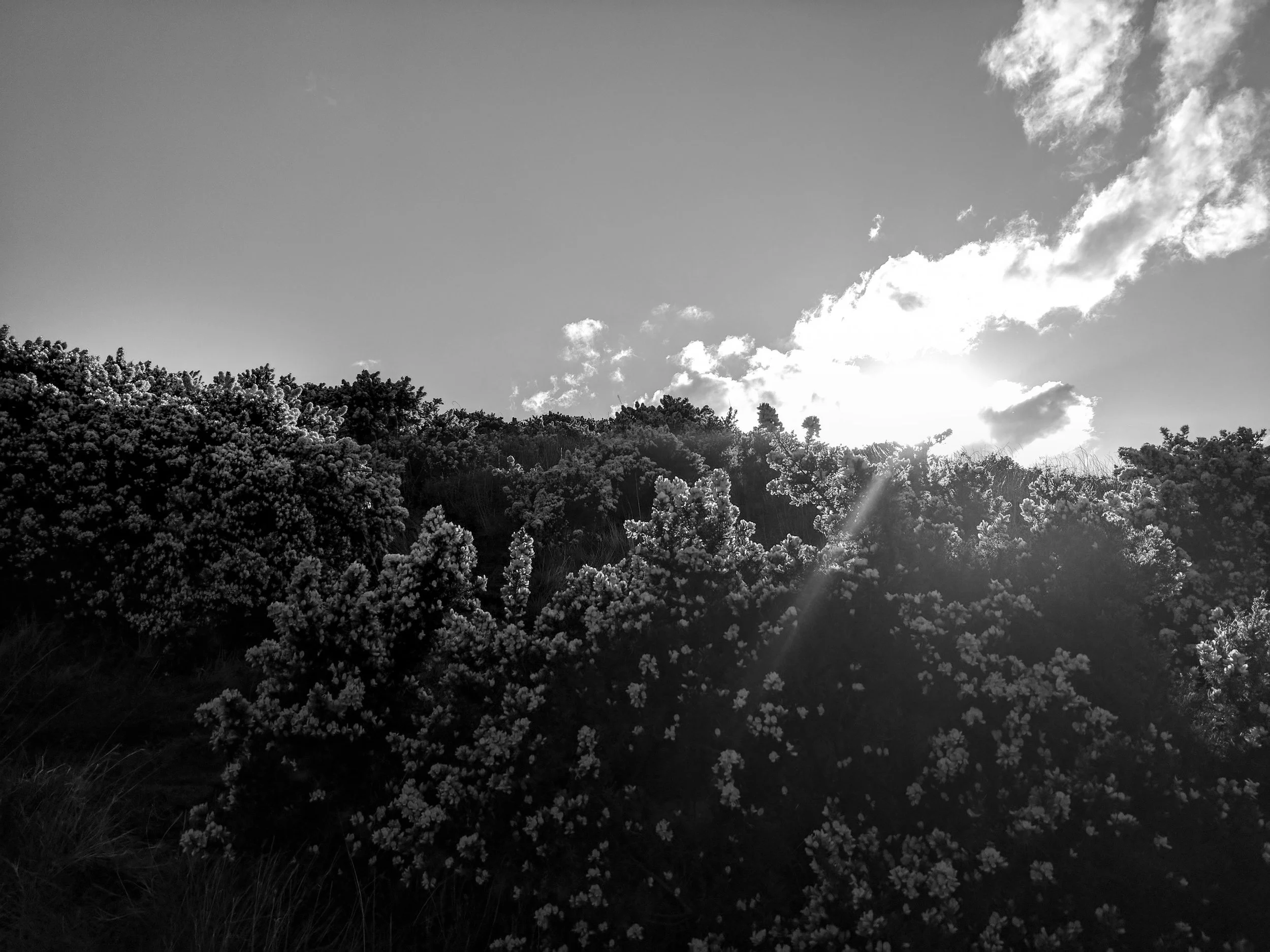 Sun Shine.JPG