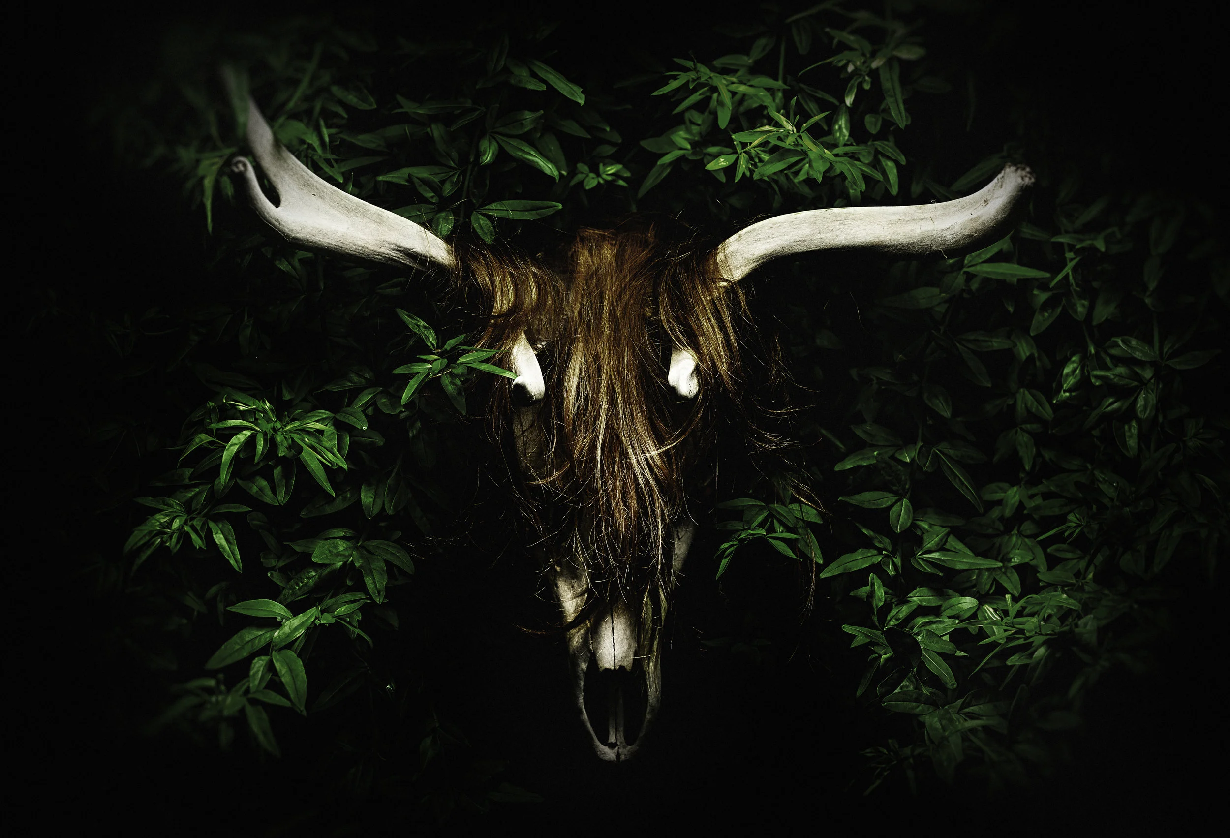 Martin reddy Photography skull.jpg