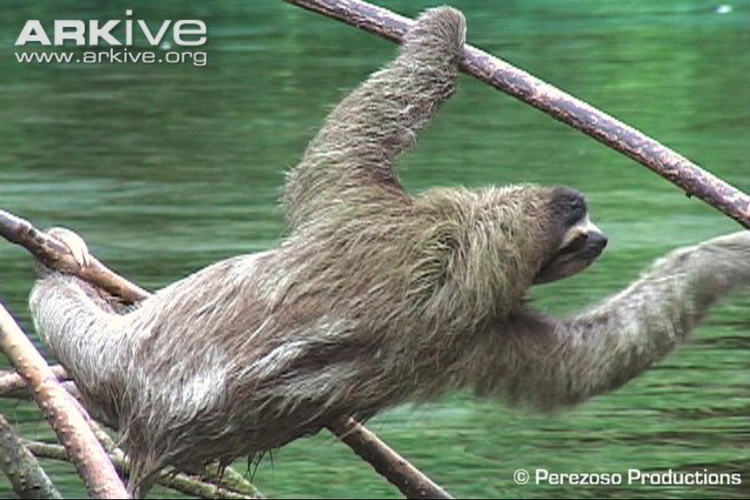 A Sloth Eats A Dude