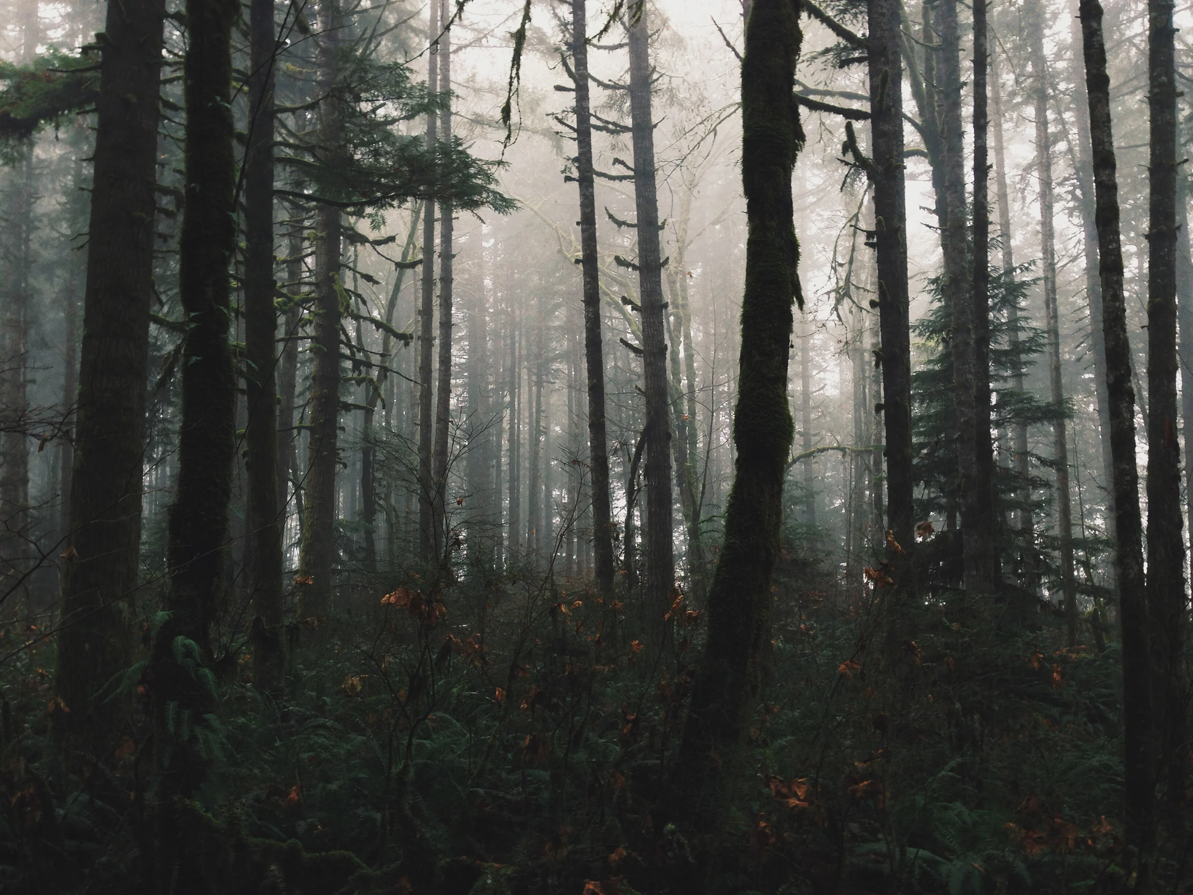 Dark Foggy Forest iphone for web.jpg