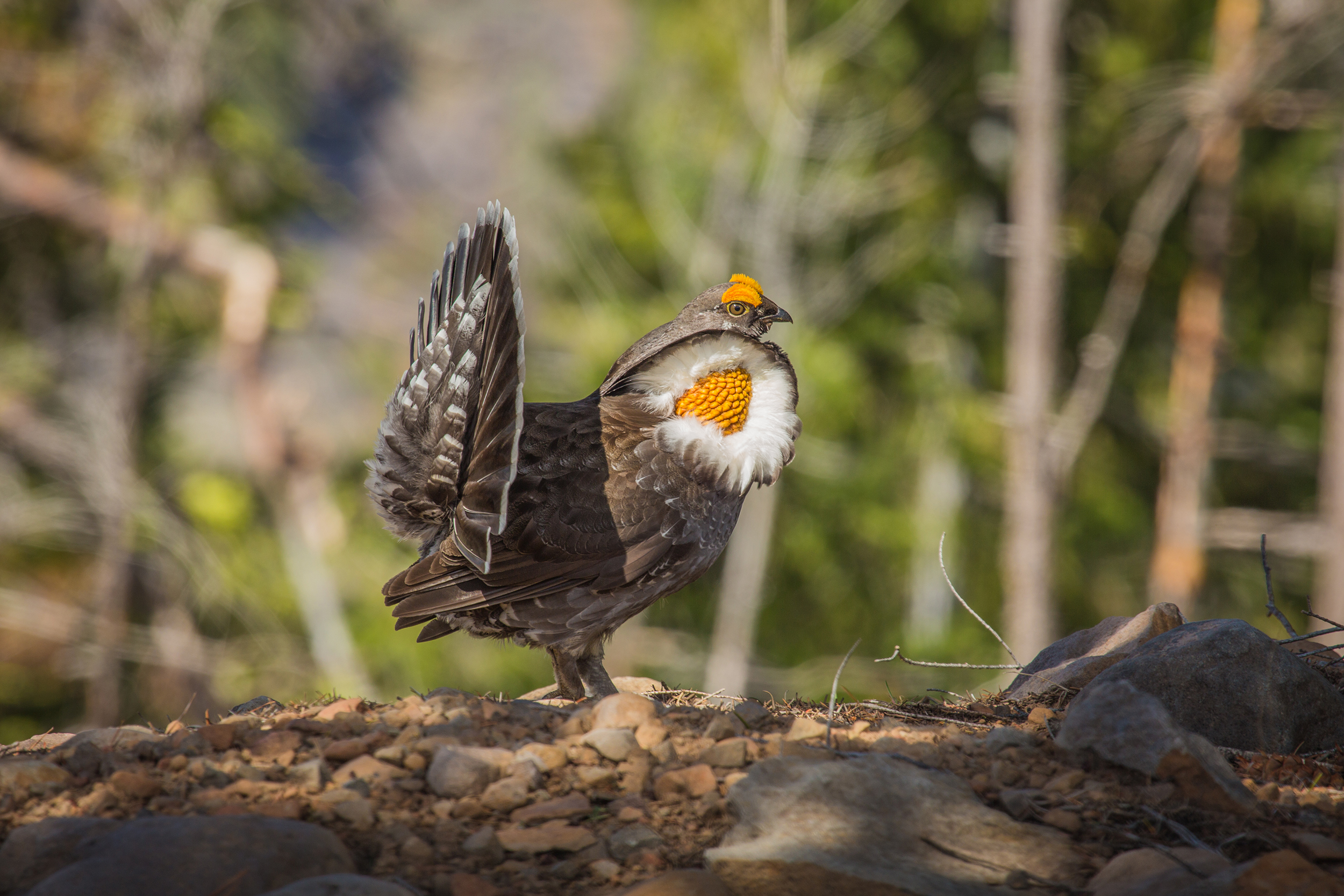 Sooty Grouse