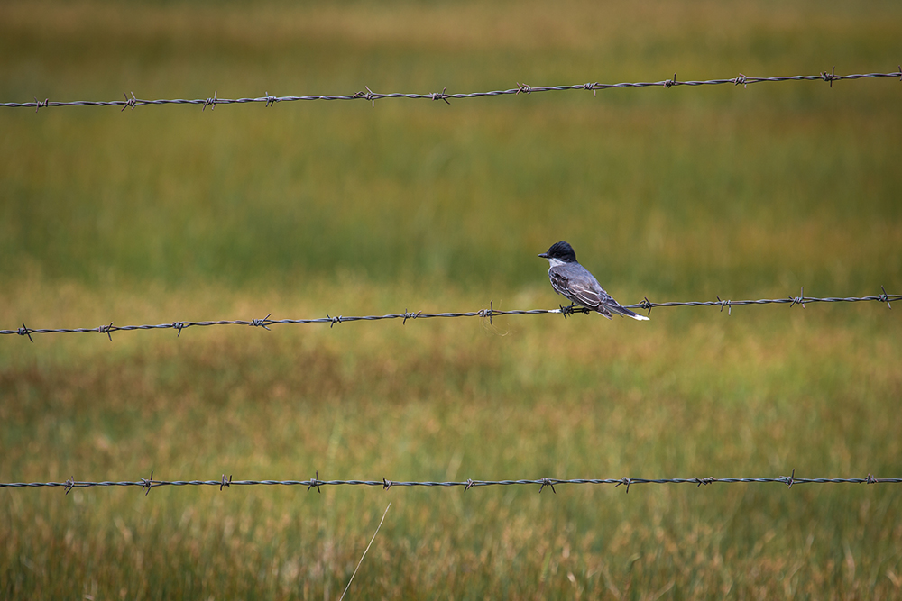Eastern Kingbird