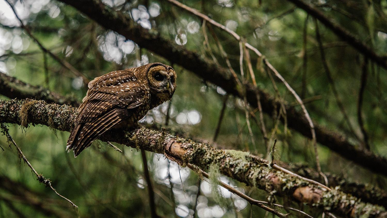 Male Spotted owl
