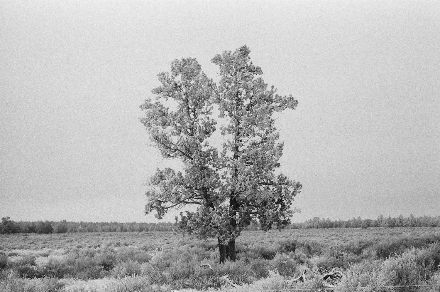 tree.jpg