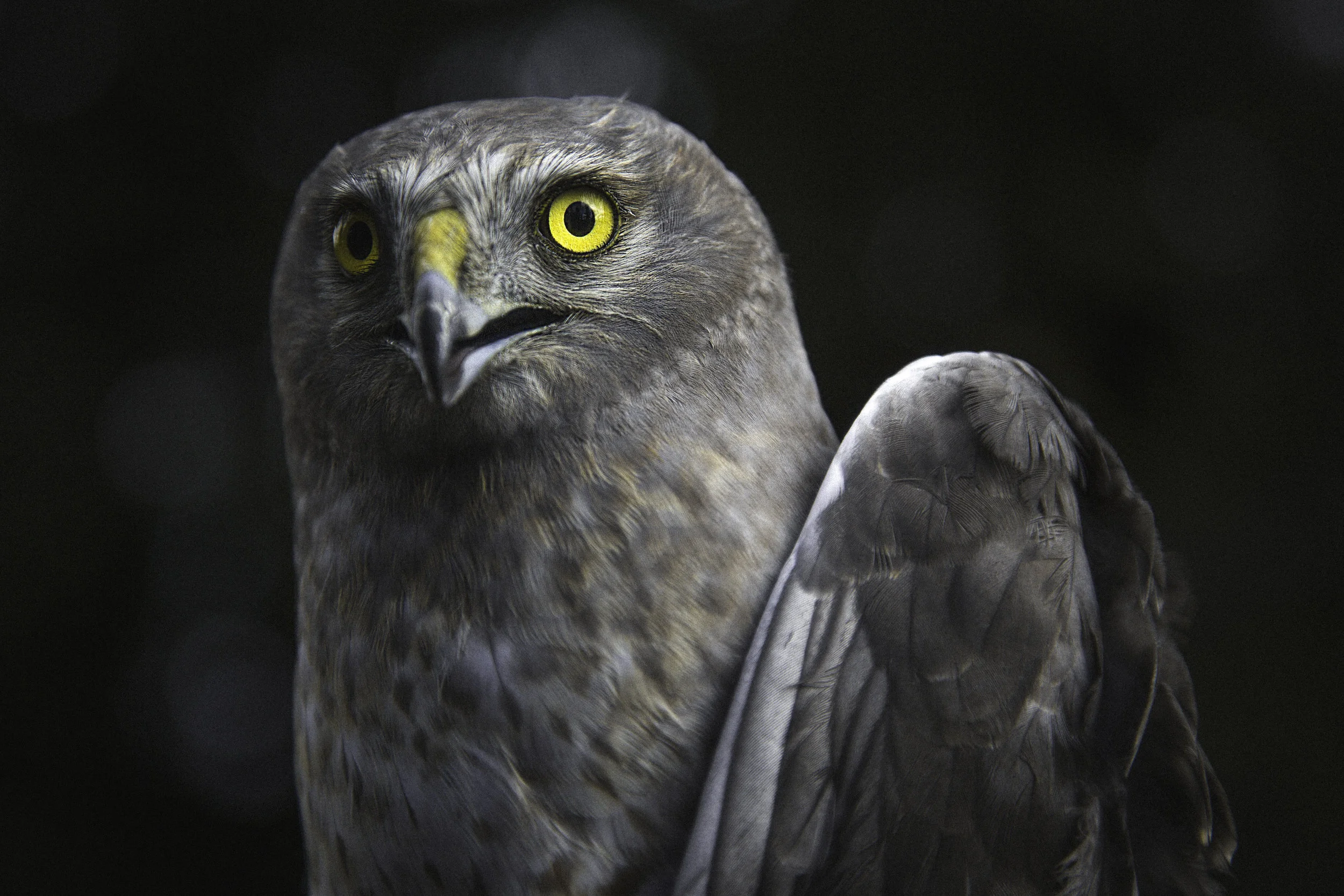 MALE_NORTHERN_HARRIER.jpg