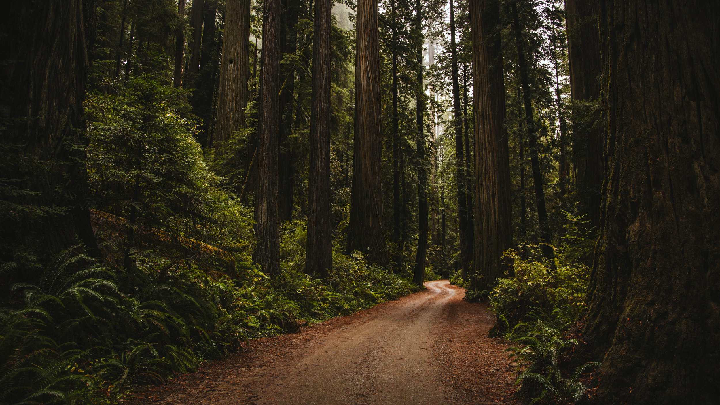 REDWOODS_PATH.jpg