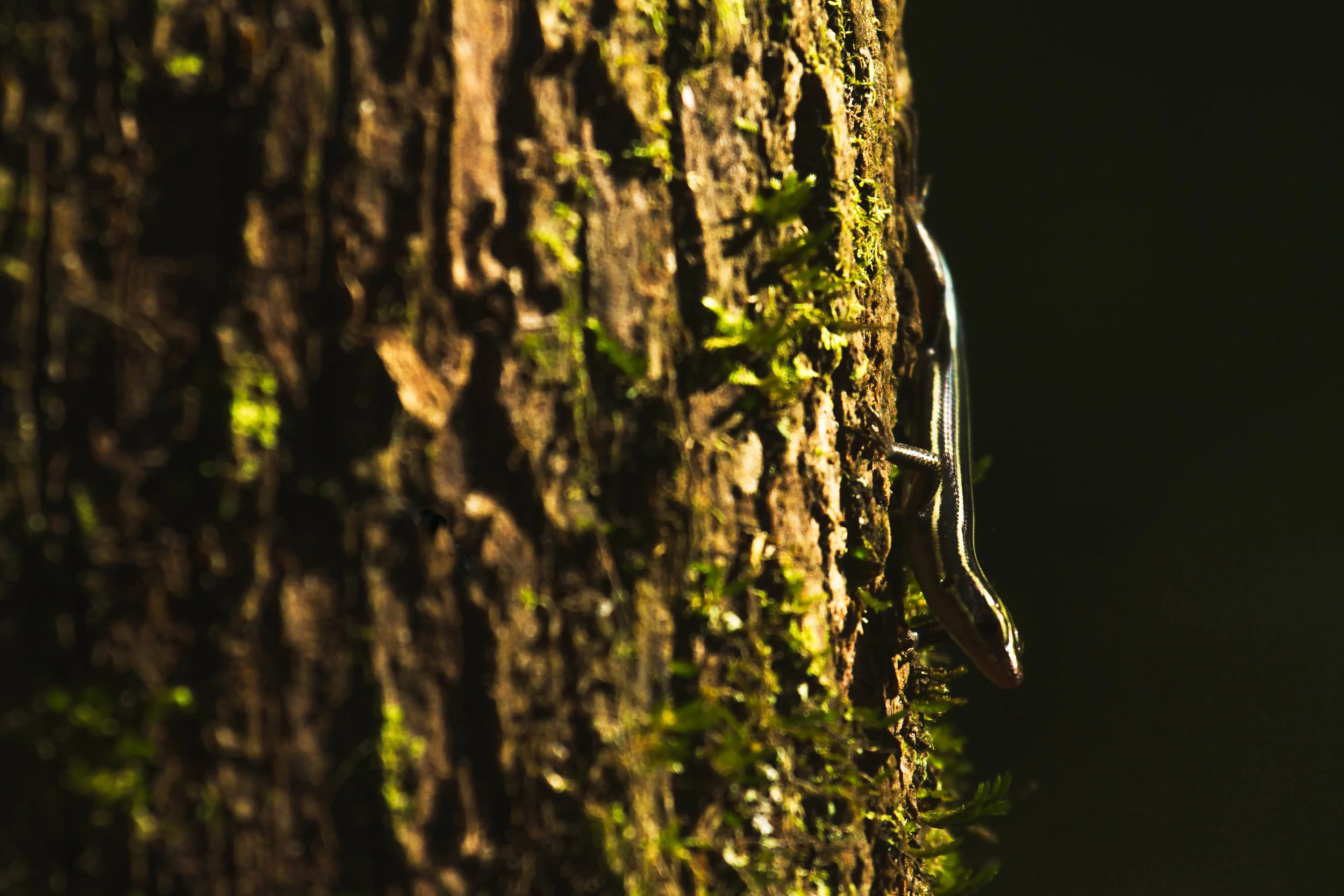 SKINK_ON_TREE.jpg