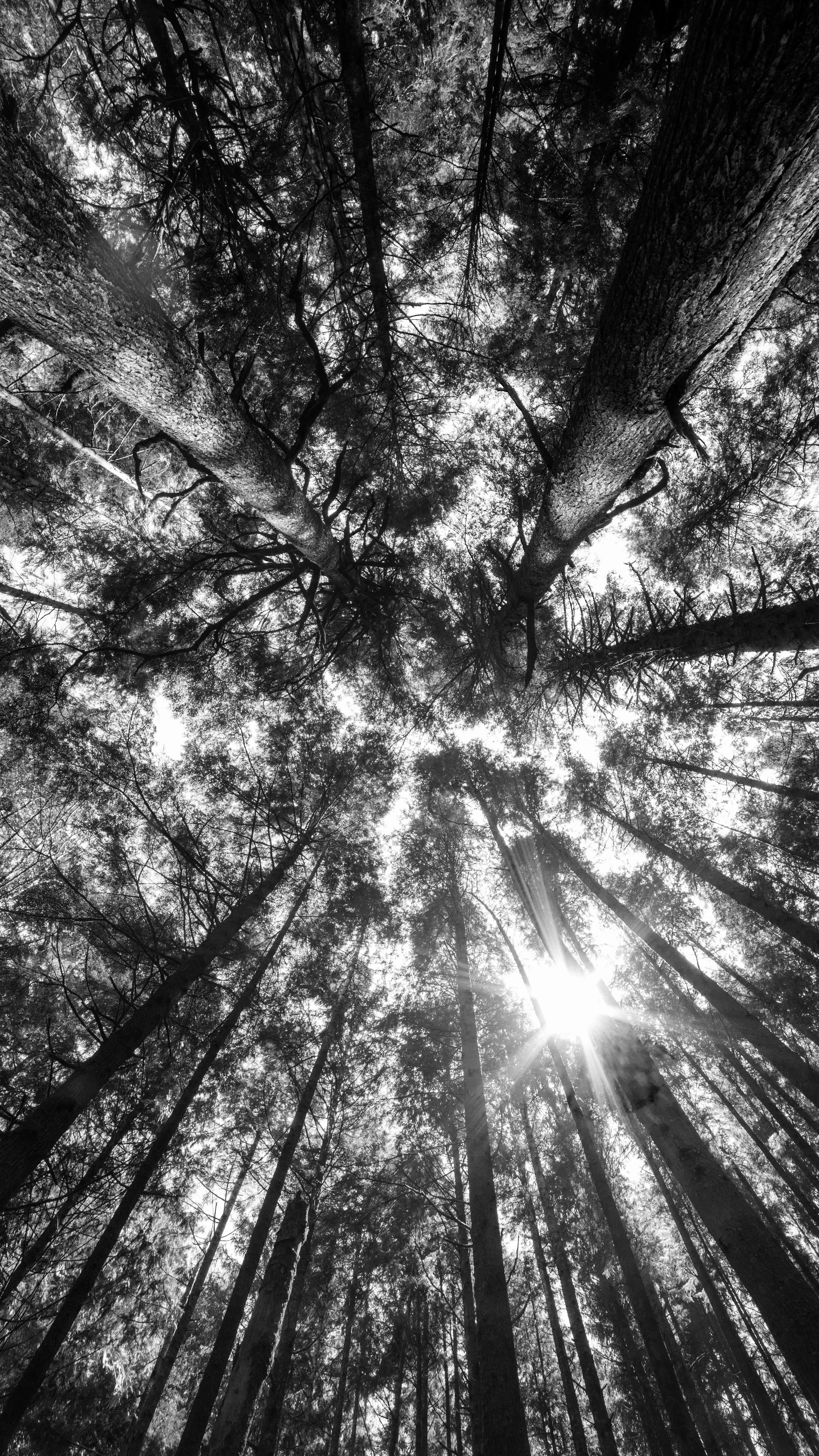 TREE_LIGHT.jpg