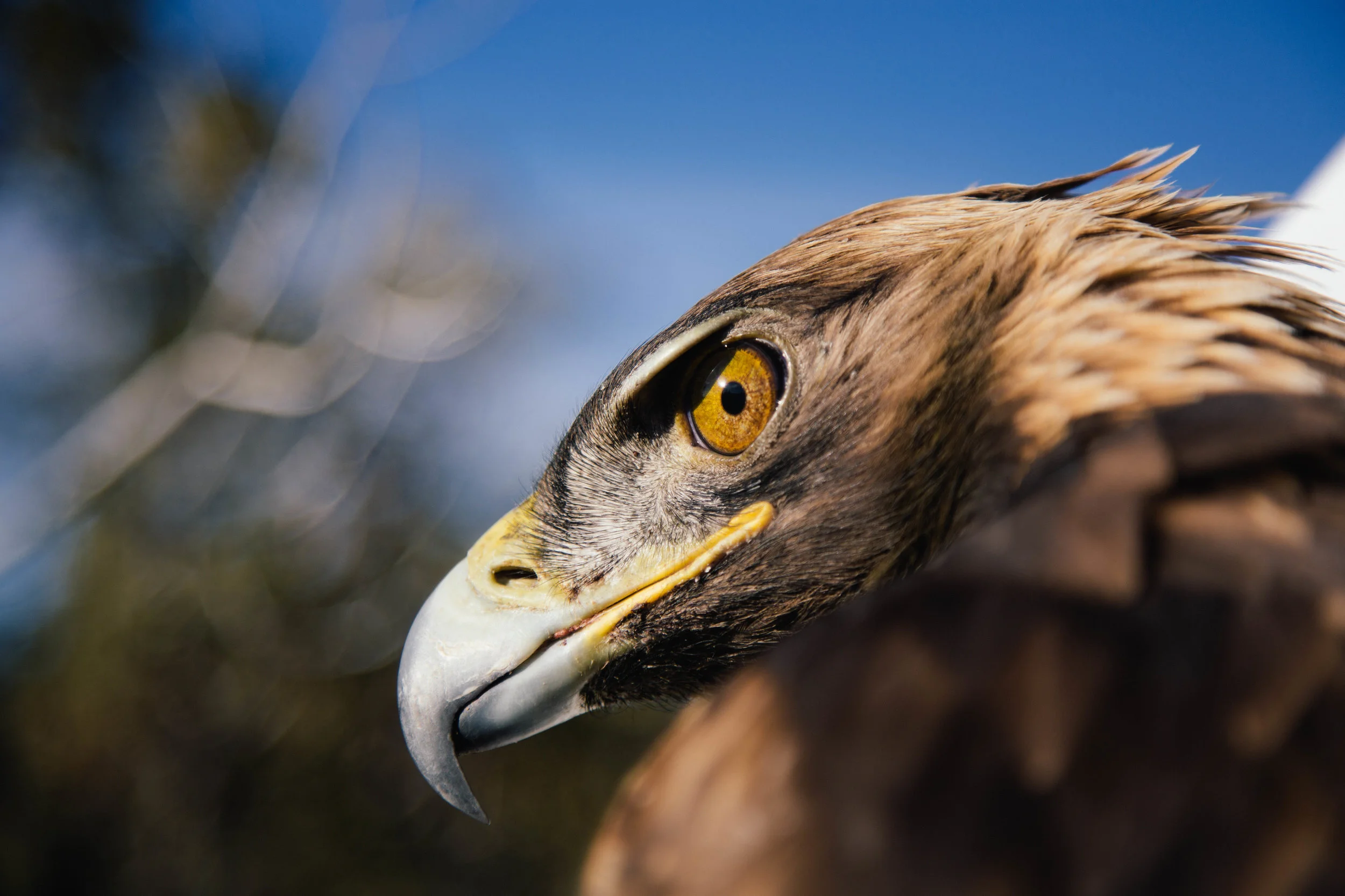 GOLDEN_EAGLE.jpg