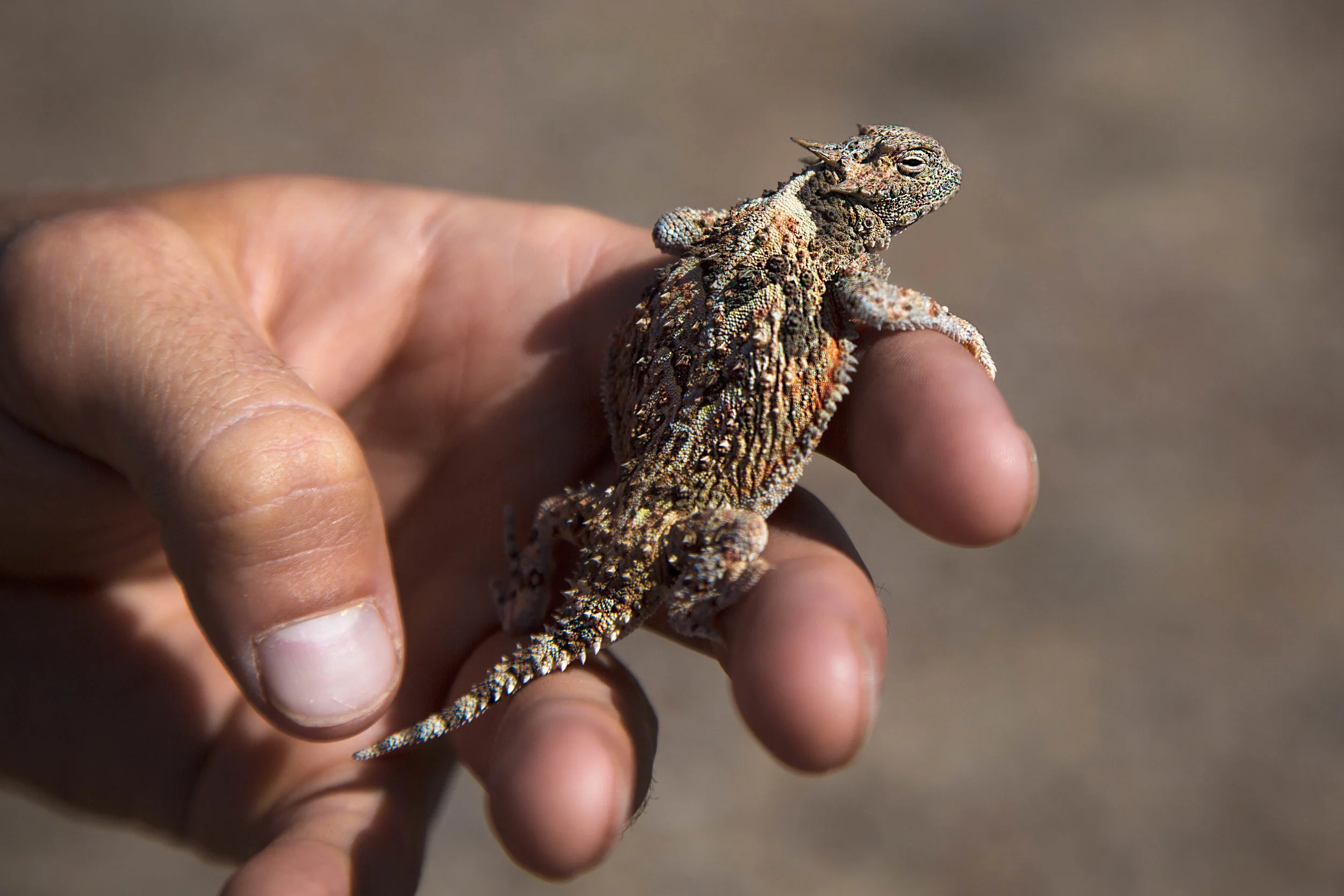 SHORT_HORNED_LIZARD.jpg