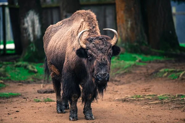 Buffalo.jpg