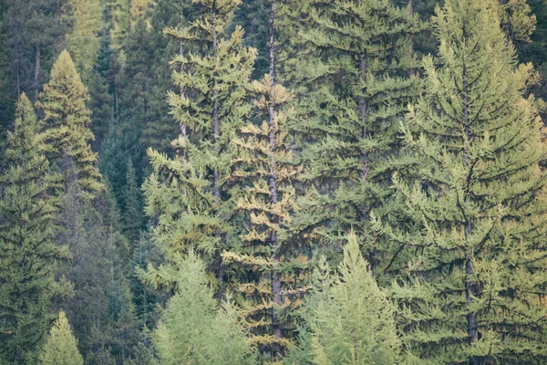 a15_38.jpg