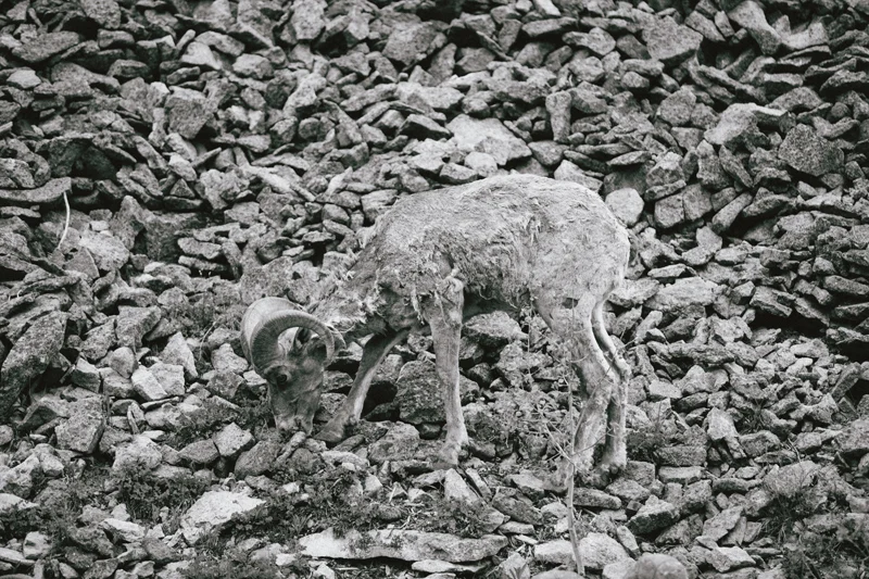 a56.jpg