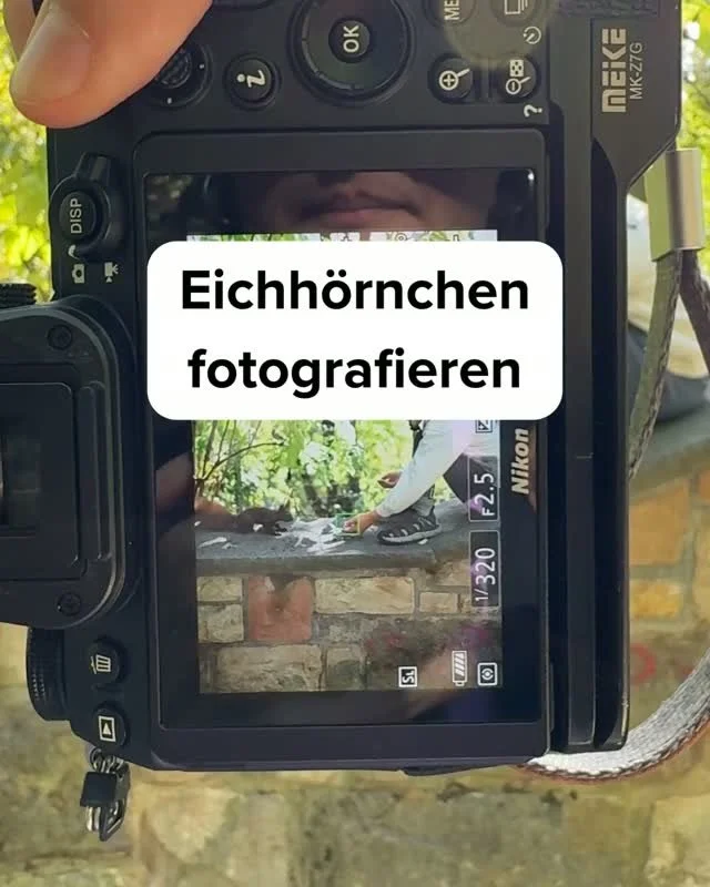 Ich war letztens mit meinem Sohn am sp&auml;ten Nachmittag Eichh&ouml;rnchen f&uuml;ttern und konnte im warmen Gegenlicht so sch&ouml;ne Fotos machen. 💛⁠
⁠
Kleiner Tipp, den ich vorher noch nicht kannte:⁠
⁠
Ganze Waln&uuml;sse mitnehmen und ein biss