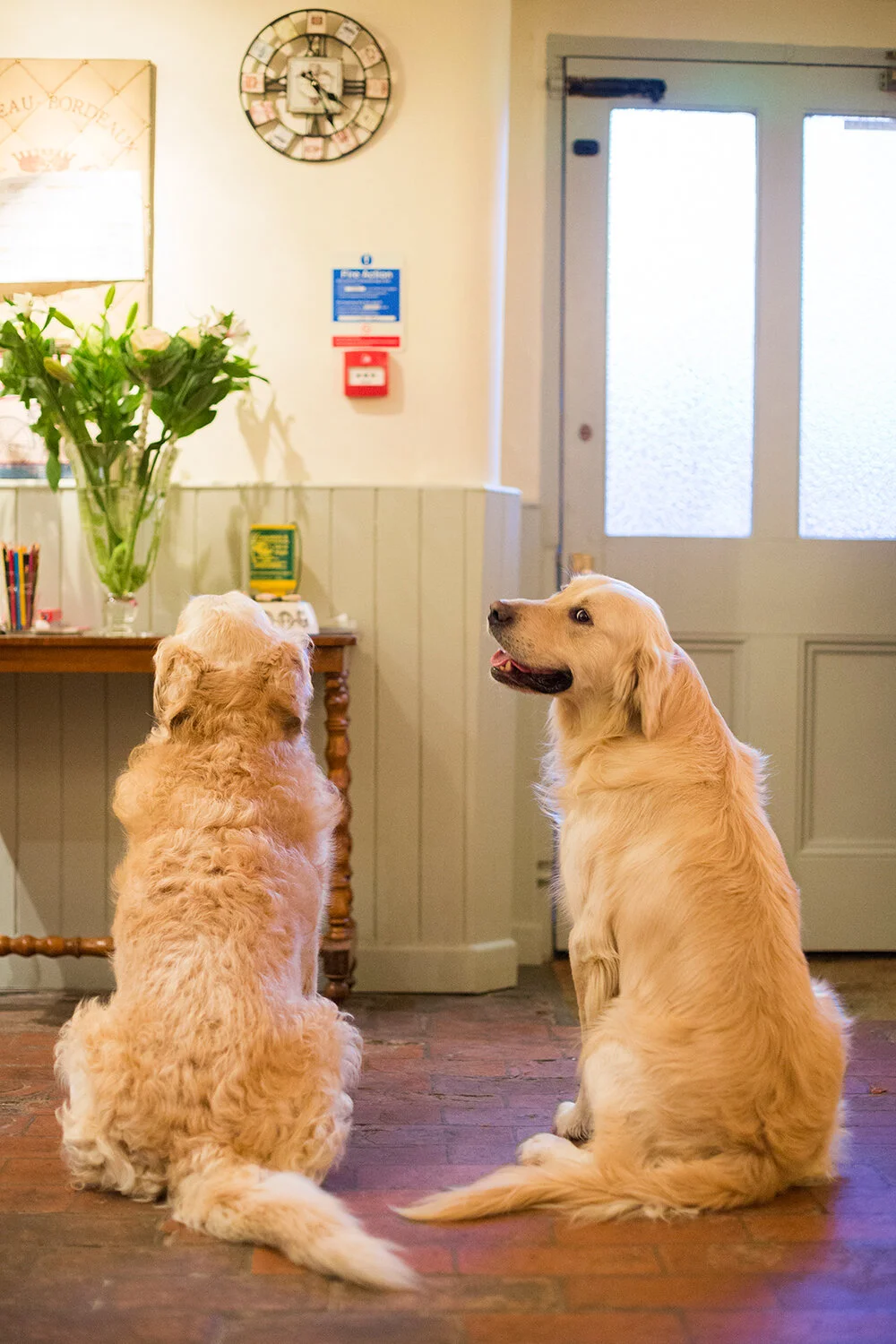 Dogs.jpg