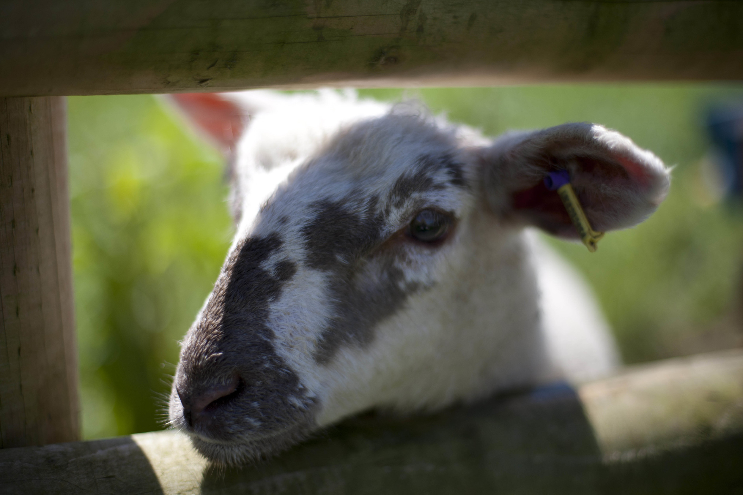 'Lambykins'