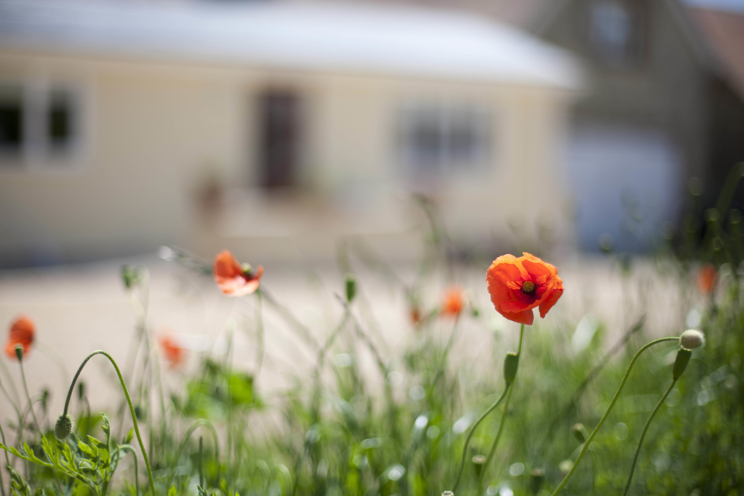 Poppy
