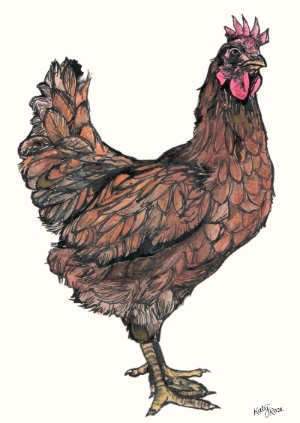 Hen(edit).jpg
