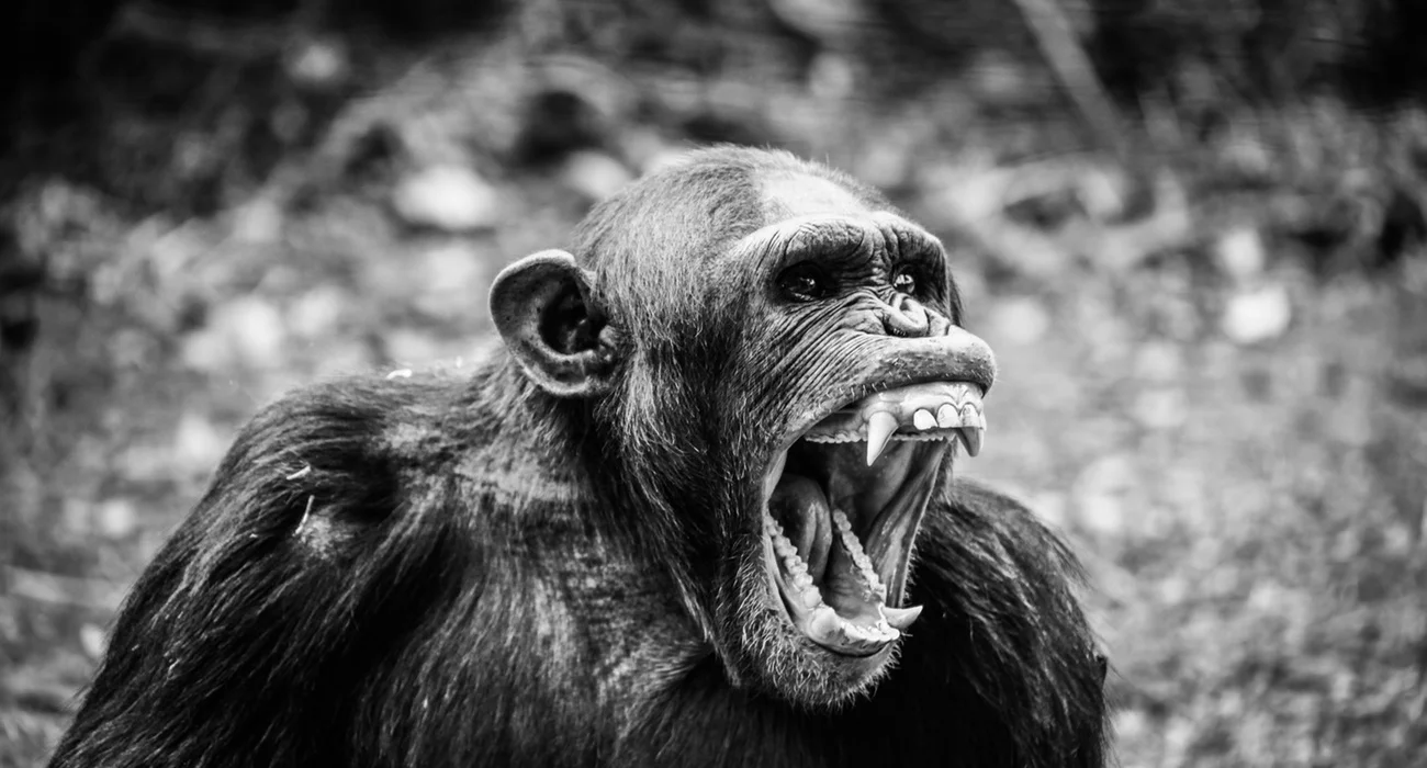 We Need to Test For Stupid Opinions