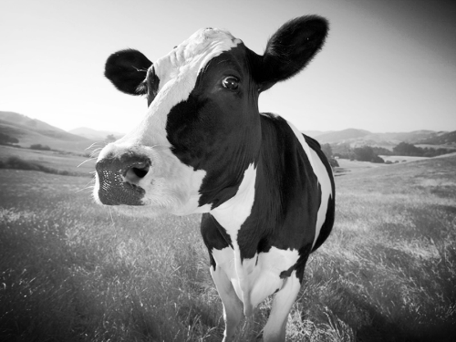 Bro! You ready to get your COW on?