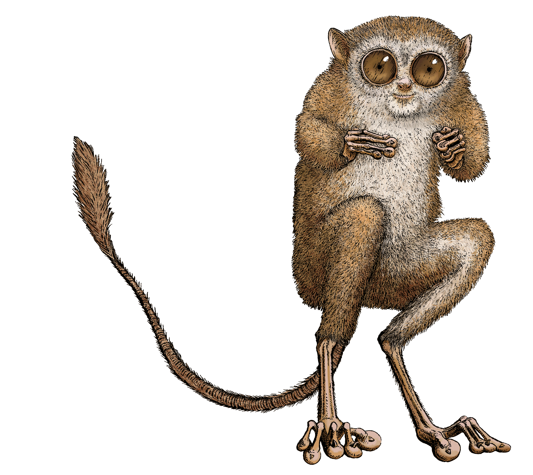 Tarsier-Animation.gif