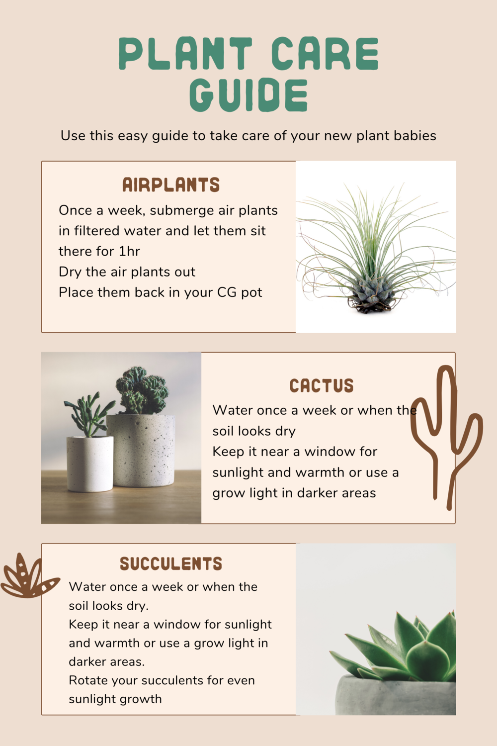 Plant Care Guide For New Plant Parents — Concrete Geometric