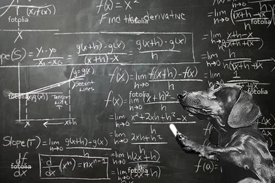 dog-math_medium.jpg