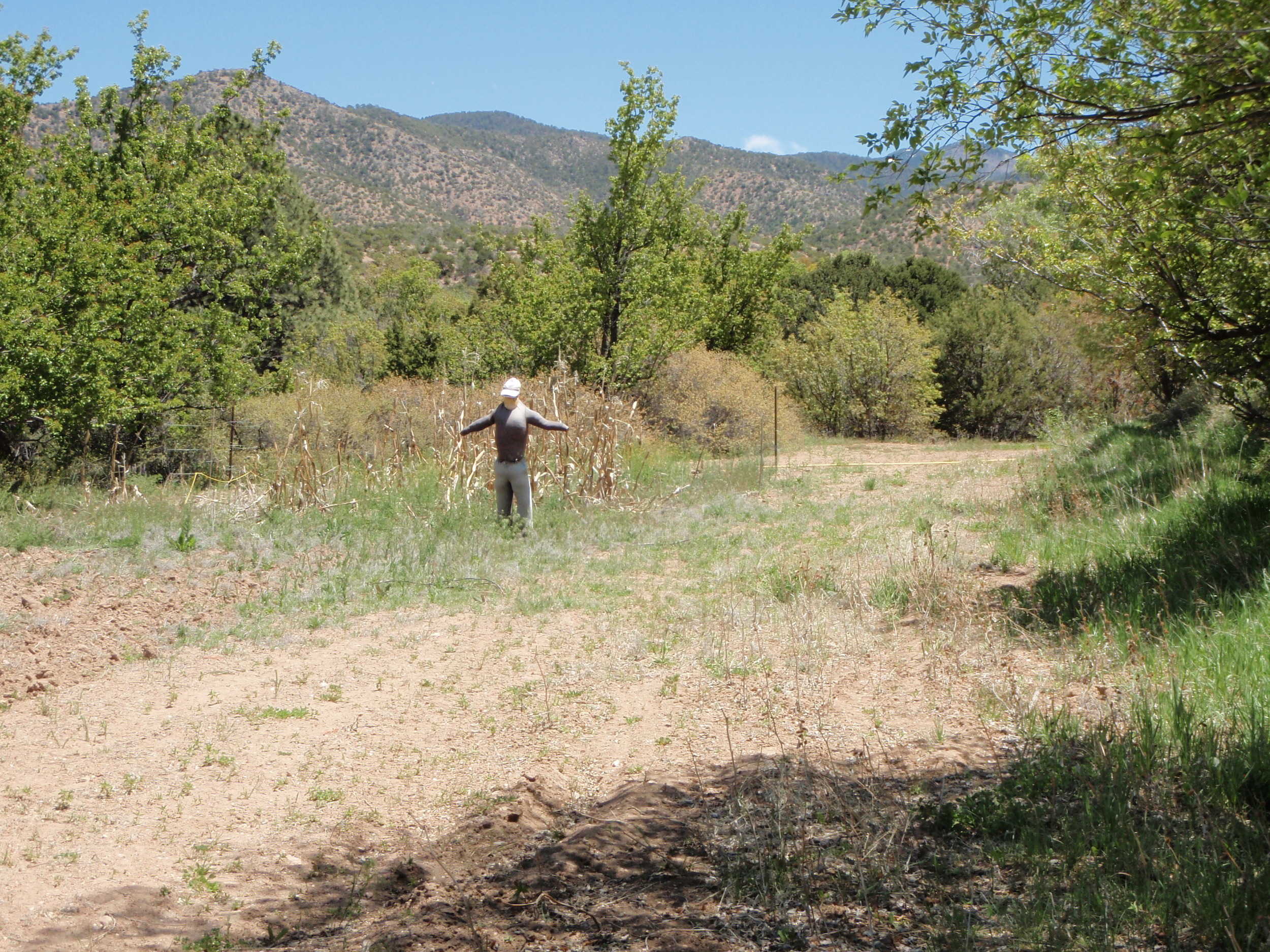   The Community Garden down the hill  