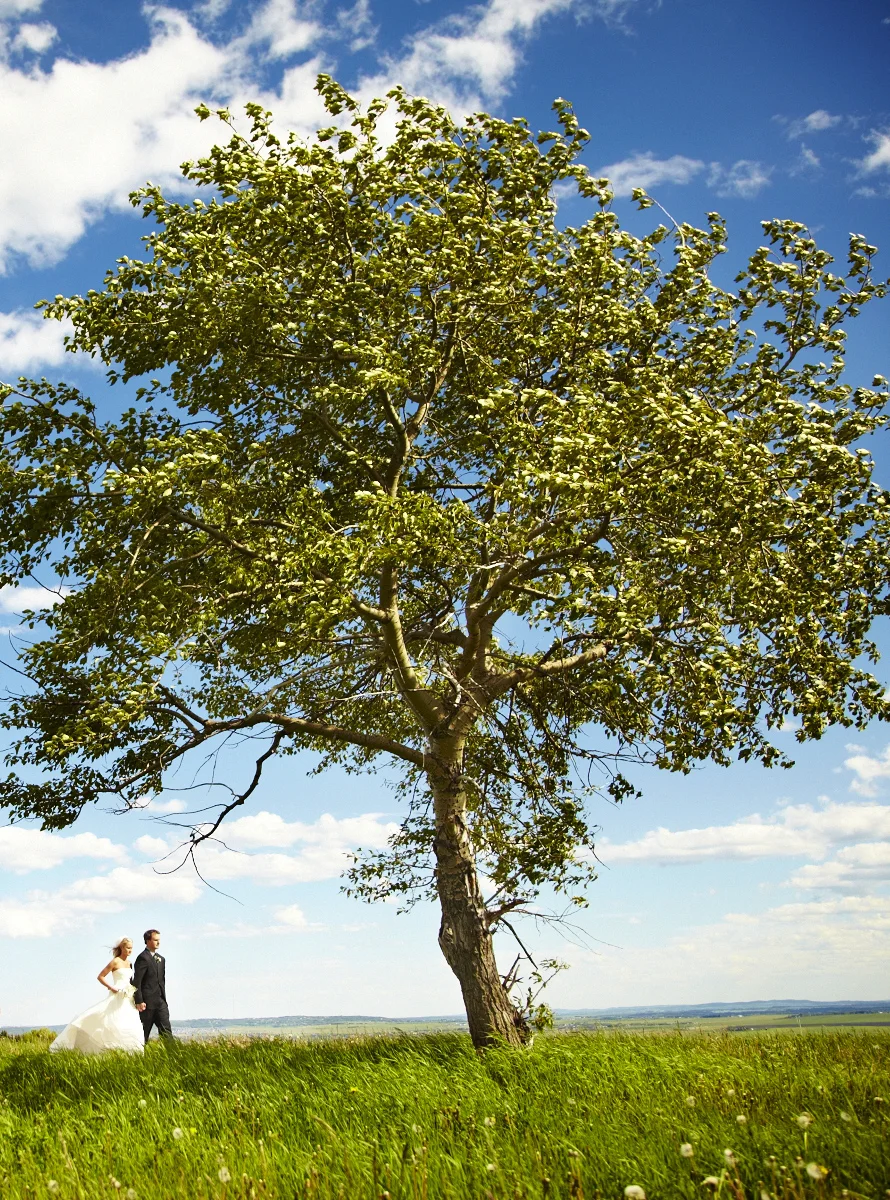 Jessica & Joel SS IMG_4066.jpg