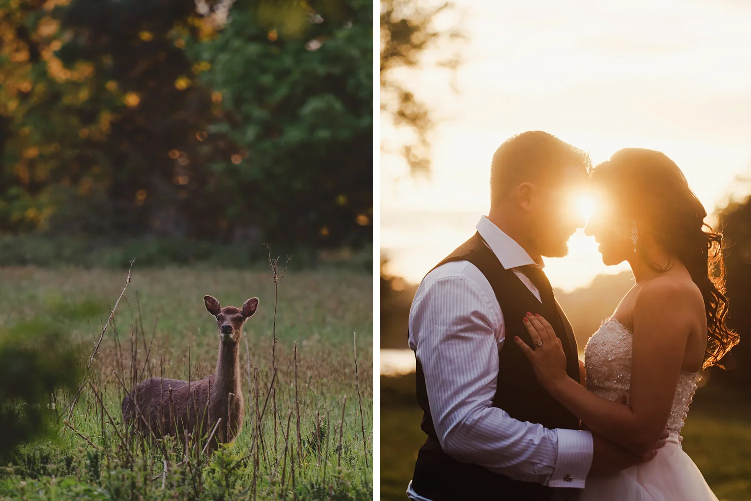 Bride and groom at sunset and a curious deer in Waterford Castle, Ireland.